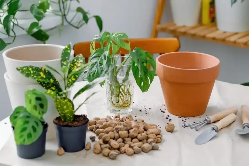 Výhody a využití jílových kuliček pro rostliny