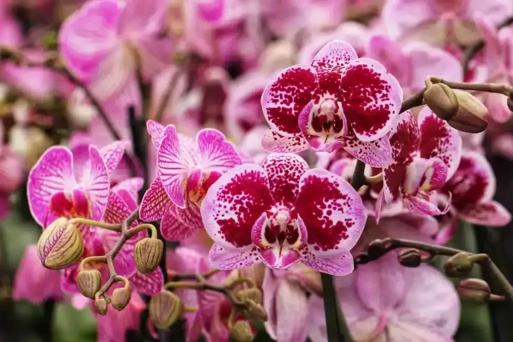 Jedlá soda: malý poklad pro vaše orchideje