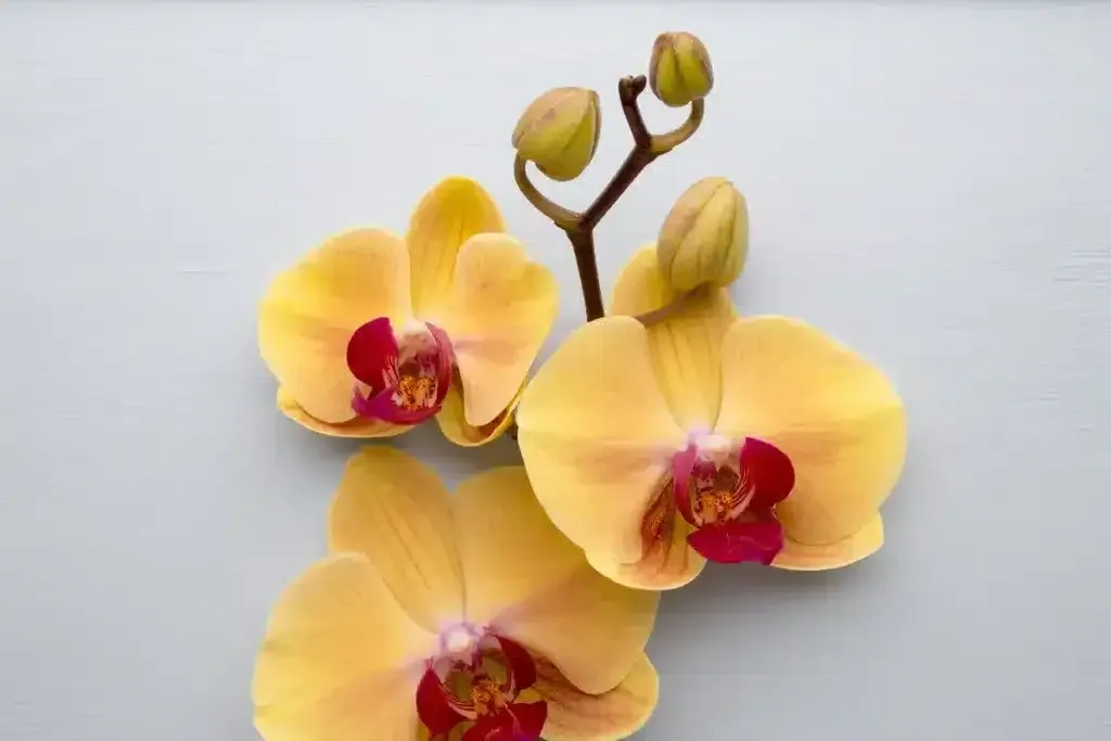 Jak nechat orchideje kvetnout dlouho