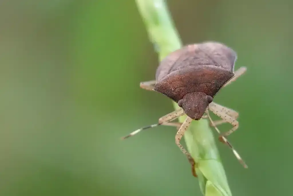 Jak se poprat se zahradními šváby a mít zahradu v bezpečí